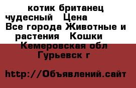 котик британец чудесный › Цена ­ 12 000 - Все города Животные и растения » Кошки   . Кемеровская обл.,Гурьевск г.